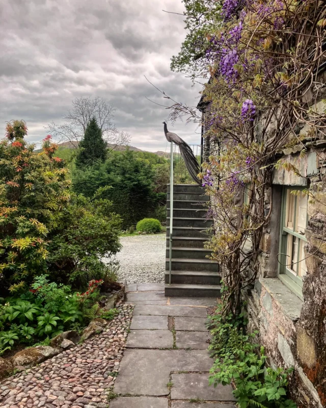 King of the castle 

#eltermereinn #peacock #garden #wisteria #gardening #spring #sky #shrubs #nature #countryside #wildbird #elterwater #wheelwrightscottages #hotel #tranquility #unesco #petfriendly #cosy #lakedistrict #landscapes #langdalevalley #langdalepikes #cumbria #cumbrialife